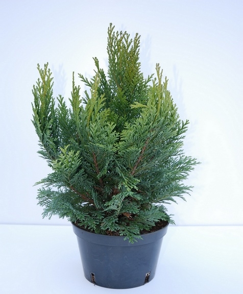 Chamaecyparis lawsoniana Bautchensis