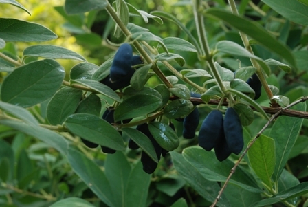 Lonicera caerulea var. kamtschatica