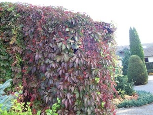Parthenocissus quinquefolia var. murorum