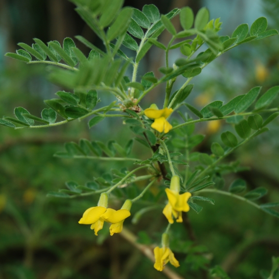 Caragana arborescens Pendula