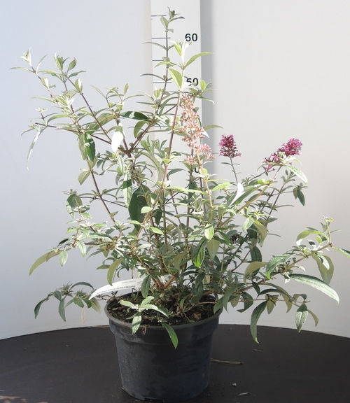Buddleja davidii Prince Charming