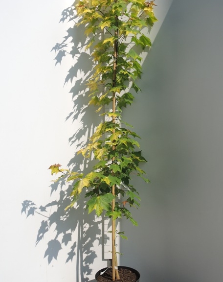 Acer cappadocicum Aureum