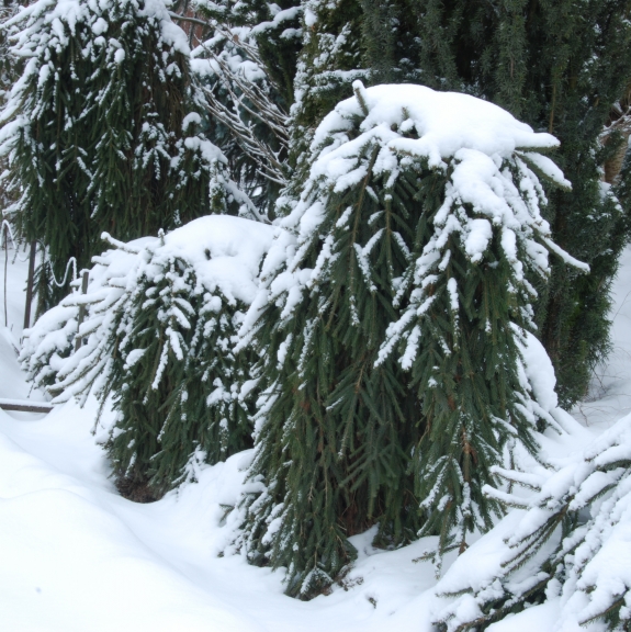 Picea abies Frohburg