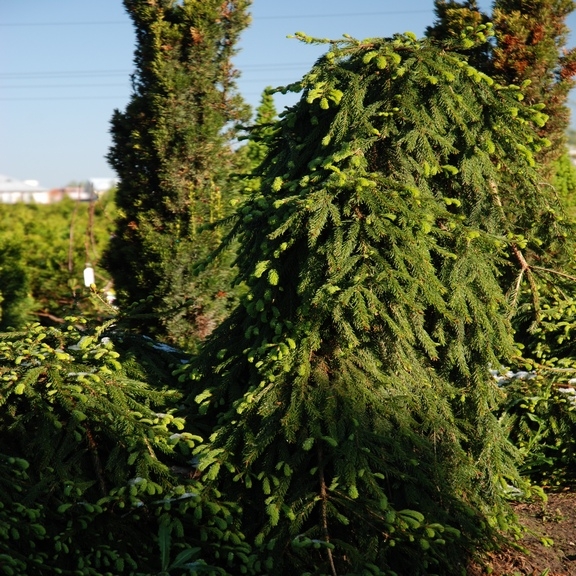 Picea abies Frohburg