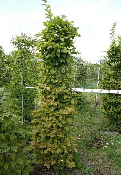 Carpinus betulus łuk 