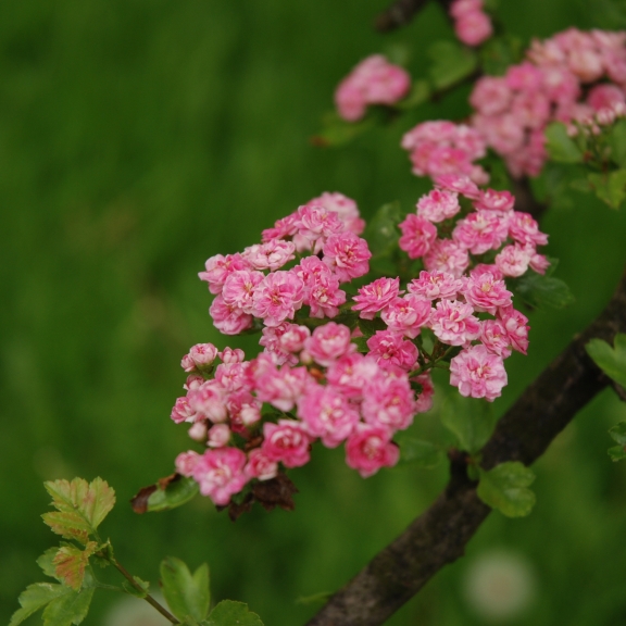 Crataegus media Paul`s Scarlet