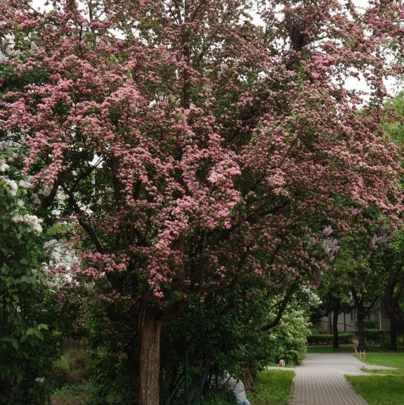 Crataegus media Paul`s Scarlet