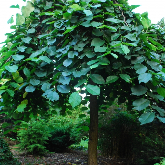 Ulmus Camperdownii 