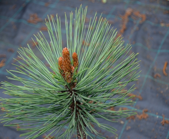 Pinus jeffreyi Joppi  