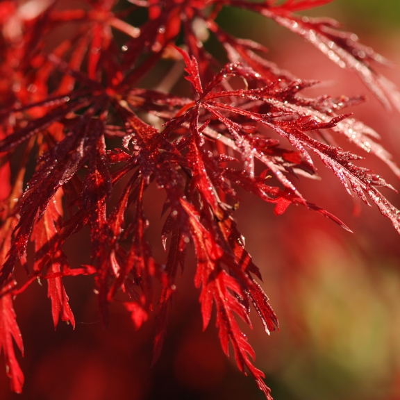 Acer palmatum Garnet