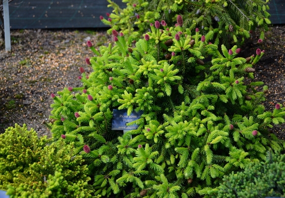 Picea abies Pusch