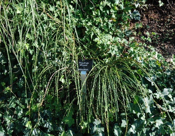 Thuja plicata Whipcord