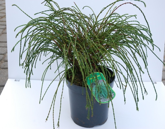 Thuja plicata Whipcord