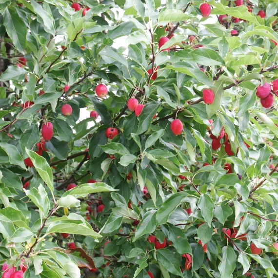 Malus Dolgo