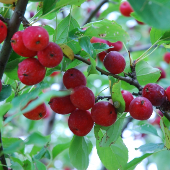 Malus Dolgo