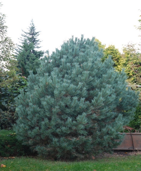 Pinus sylvestris Watereri 