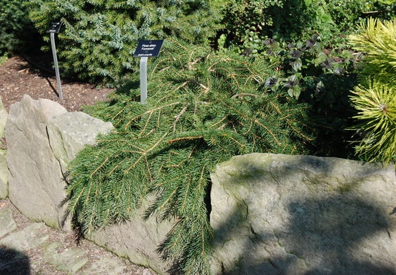 Picea abies Formanek