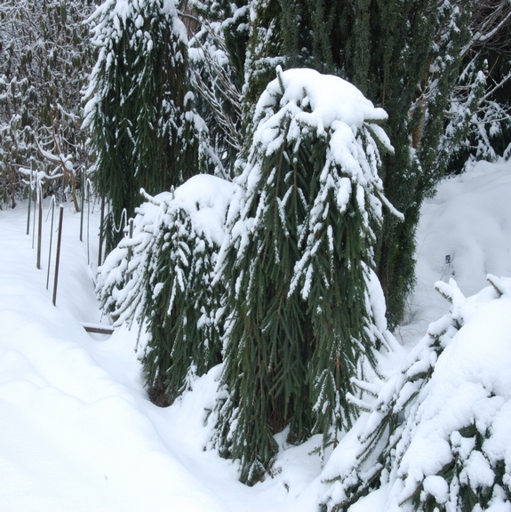 Picea abies Frohburg