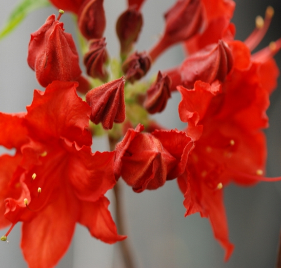 Azalea Doloroso