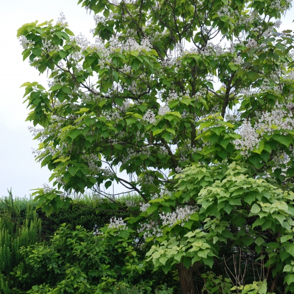 Catalpa bignonioides Aurea