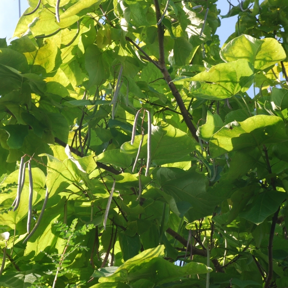 Catalpa bignonioides Aurea