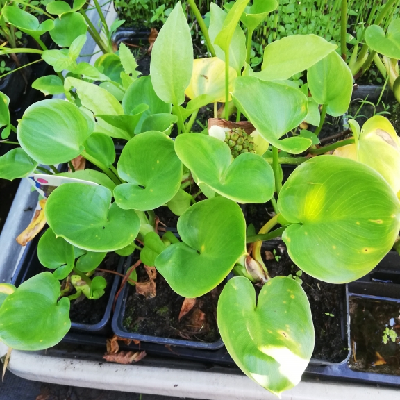 Calla palustis