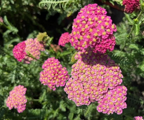 Achillea millefolium Skysail Bright Pink