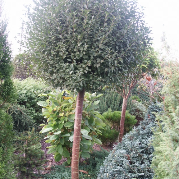 Prunus x eminens Umbraculifera