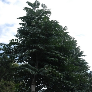 Sorbus aucuparia Fastigiata
