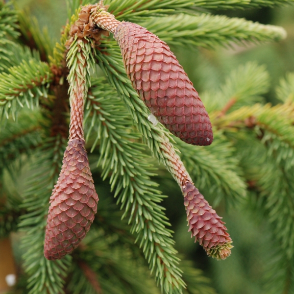 Picea abies Acrocona