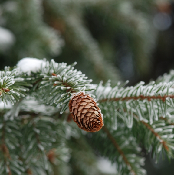 Picea abies Acrocona