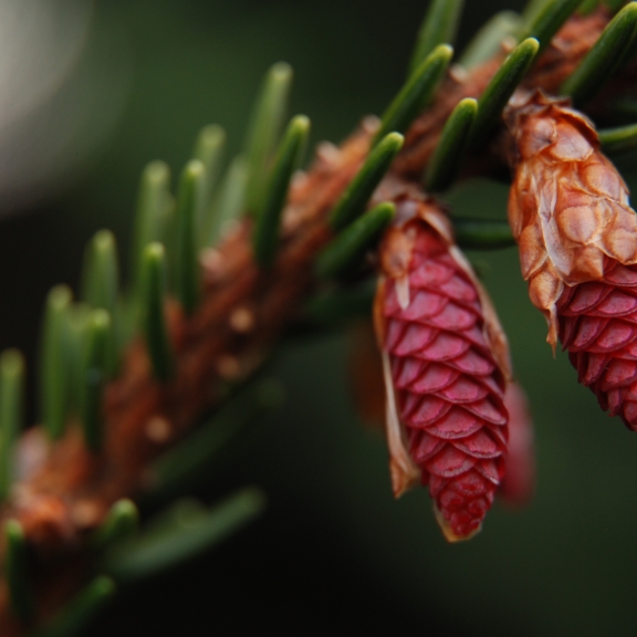 Picea orientalis Aureospicata