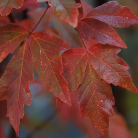 Acer griseum