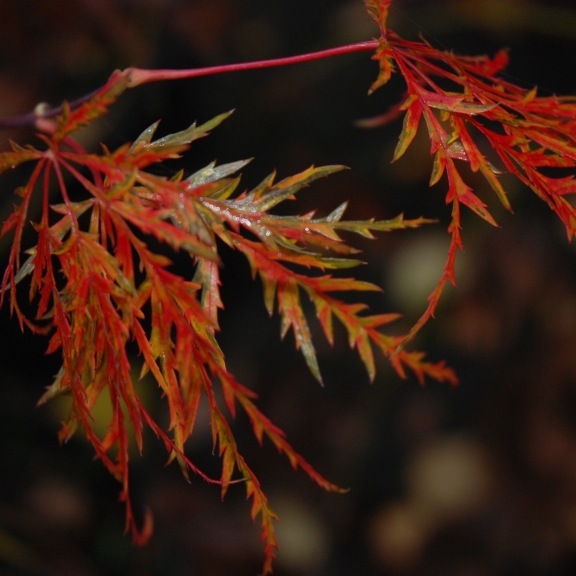 Acer palmatum Dissectum