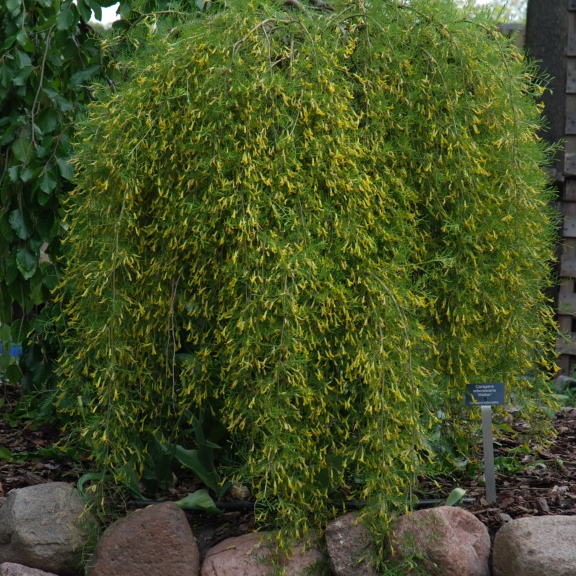 Caragana arborescens Walker