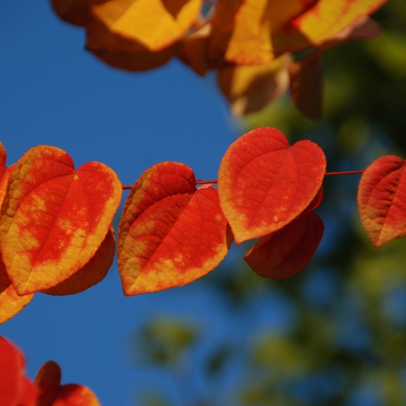 Cercidophyllum japonicum Pendulum