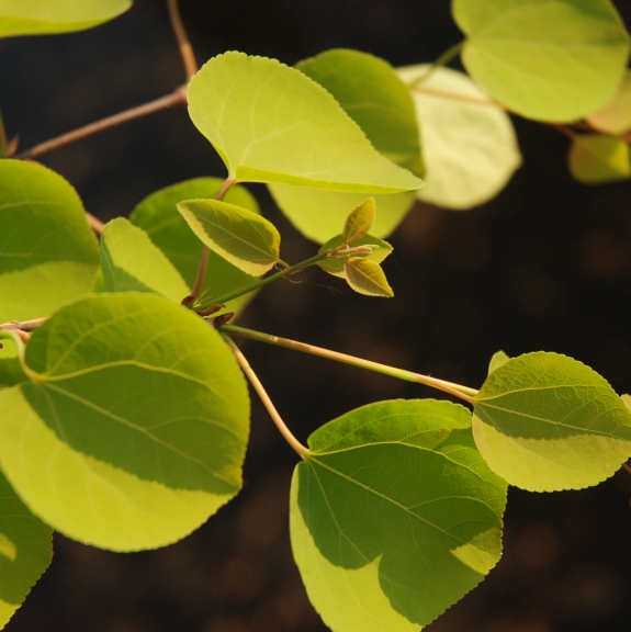 Cercidophyllum japonicum Pendulum