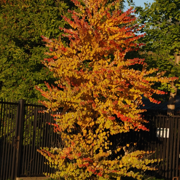 Cercidophyllum japonicum