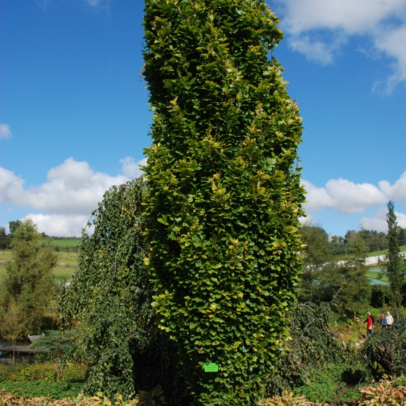 Fagus sylvatica Dawyck Gold