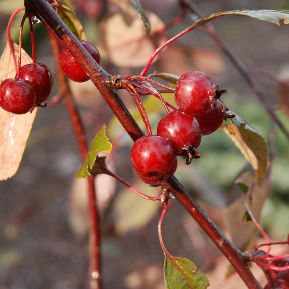 Malus Profusion