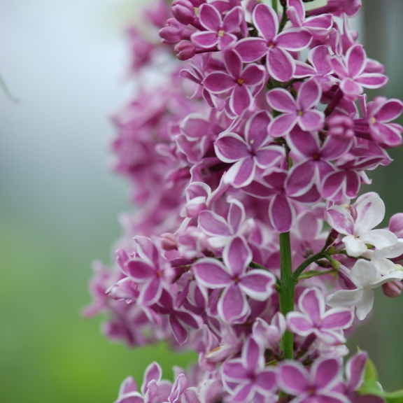 Syringa vulgaris Sensation  
