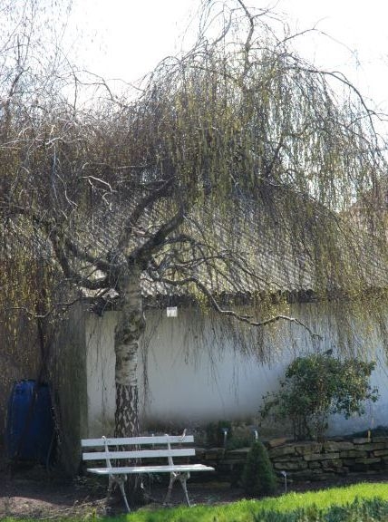 Betula pendula Youngii