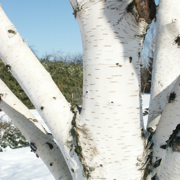 Betula utilis var. jacquemontii Doorenbos