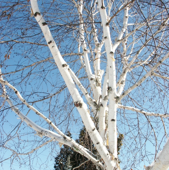 Betula utilis var. jacquemontii Doorenbos