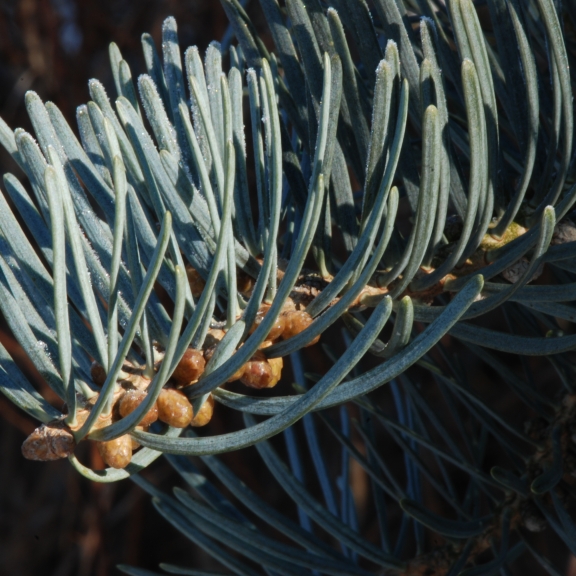 Abies concolor Violacea