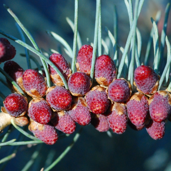 Abies concolor Violacea