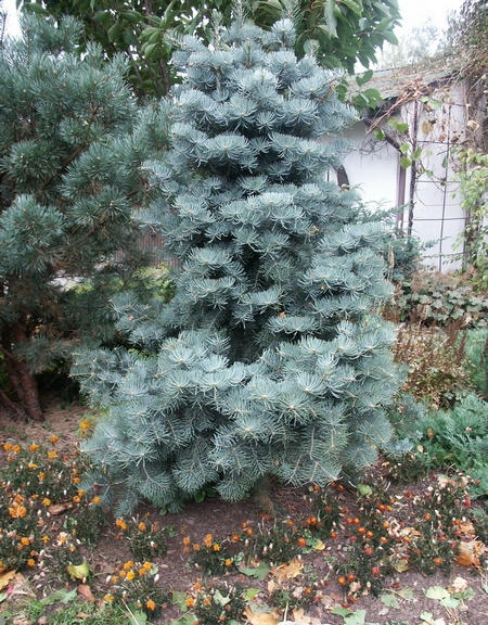 Abies concolor Violacea 