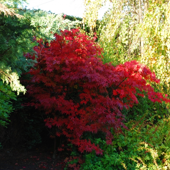 Acer palmatum Atropurpurea