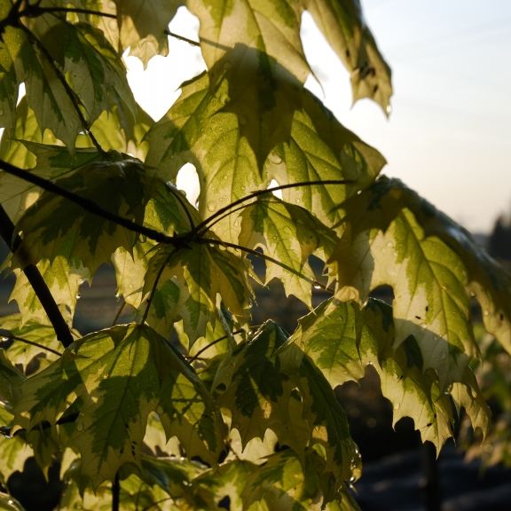 Acer platanoides Drummondii
