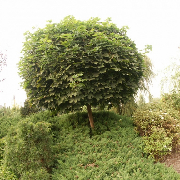 Acer platanoides Globosum